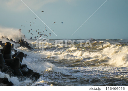Wild Baltic Sea storm waves crashing at Liepaja harbor breakwater with seagulls flying above 136406066
