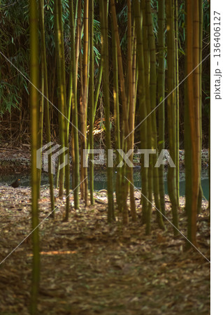 a stream among bamboo thickets 136406127
