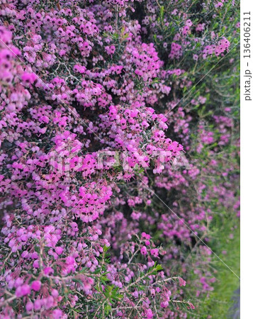 ピンクのエリカが咲く庭木 ピンクのエリカが咲く庭木 136406211