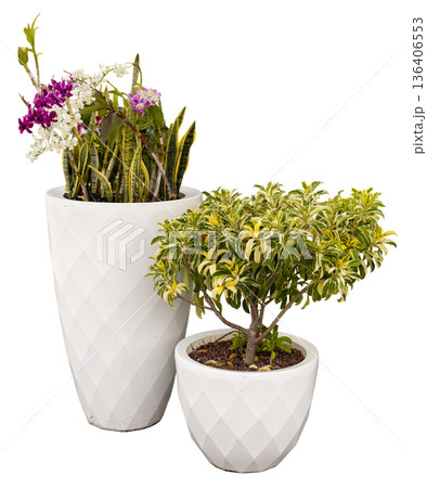 Two planters are filled with various plants. The larger planter has purple and white flowers, while the smaller one holds a green shrub. Both planters sit on a clear background Two planters are filled with various plants. The larger planter has purple and white flowers, while the smaller one holds a green shrub. Both planters sit on a clear background 136406553