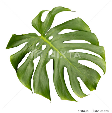 A large green tropical leaf is presented with distinct holes and a natural shape. The leaf is isolated on a white background, highlighting its features without distractions A large green tropical leaf is presented with distinct holes and a natural shape. The leaf is isolated on a white background, highlighting its features without distractions 136406560