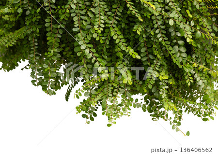 Leaves are hanging down from above against a white background. The foliage is dense and vibrant, making it suitable for various design needs Leaves are hanging down from above against a white background. The foliage is dense and vibrant, making it suitable for various design needs 136406562
