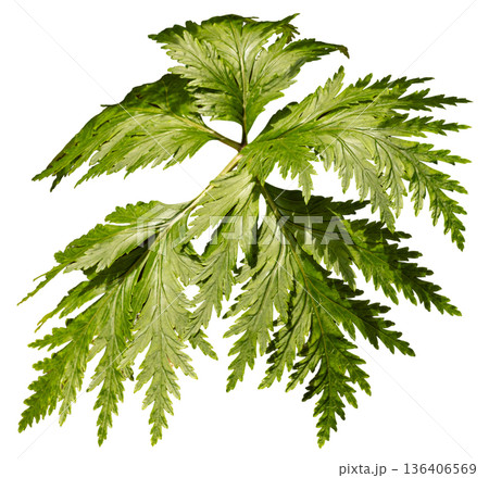A green leaf with numerous fronds is shown against a white background. The leaf displays a natural shape with various leaflets emerging from the central stem 136406569