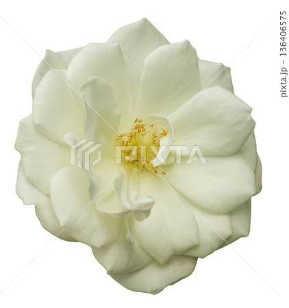 A white rose sits on a white background. The flower displays delicate petals with a center filled with yellow stamens. No leaves or stems are visible 136406575