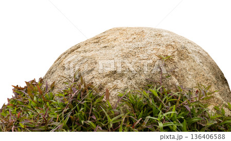 A round rock sits amongst vibrant green plants. The rock has a rough surface, while the plants show fresh growth. This scene focuses on natural elements without a specific setting 136406588
