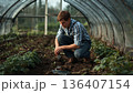 Gardener Works in Greenhouse With Plants During Daytime in Fall Season 136407154