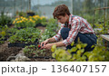 Gardener Works in the Greenhouse Planting Seedlings in Soil During Daytime 136407157