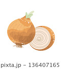 玉ねぎイラスト 136407165