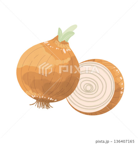 玉ねぎイラスト 136407165