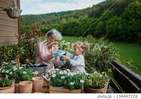 Senior grandmother with small granddaughter gardening during spring season. 136407228