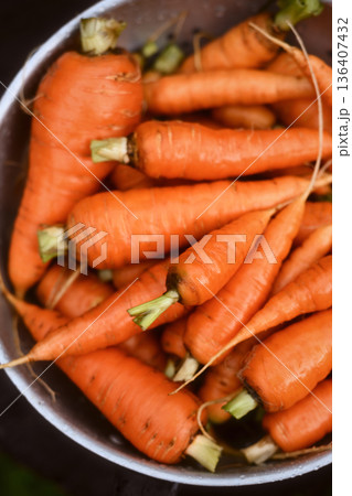 Organic carrots arranged in metal bowl Organic carrots arranged in metal bowl 136407432