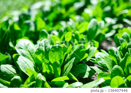 Vibrant spinach foliage growing naturally in garden bed 136407446