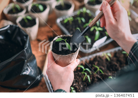 Woman planting pepper seedling into peat pot on wooden table 136407451