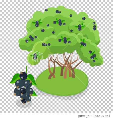 3D Isometric Flat  Illustration of Organic Fruits and Berries. Item 5 136407861