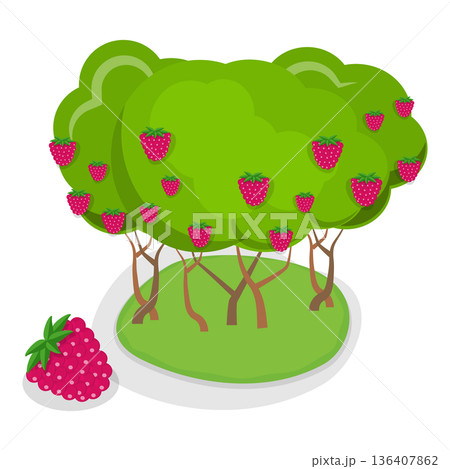 3D Isometric Flat Illustration of Organic Fruits and Berries. Item 4 3D Isometric Flat Illustration of Organic Fruits and Berries. Item 4 136407862