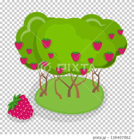 3D Isometric Flat Illustration of Organic Fruits and Berries. Item 4 3D Isometric Flat Illustration of Organic Fruits and Berries. Item 4 136407862