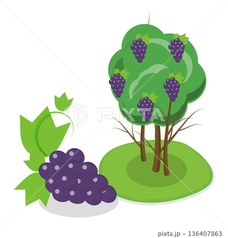 3D Isometric Flat Illustration of Organic Fruits and Berries. Item 3 3D Isometric Flat Illustration of Organic Fruits and Berries. Item 3 136407863