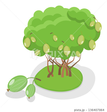 3D Isometric Flat  Illustration of Organic Fruits and Berries. Item 2 136407864