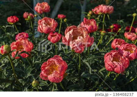 Herbaceous peony Coral charm in flowers garden 136408237
