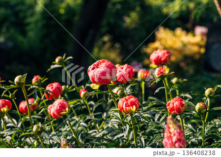 Herbaceous peony Coral charm in flowers garden Herbaceous peony Coral charm in flowers garden 136408238