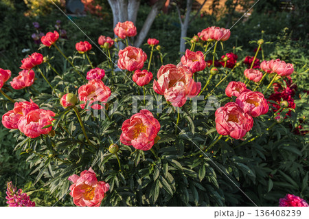 Herbaceous peony Coral charm in flowers garden 136408239