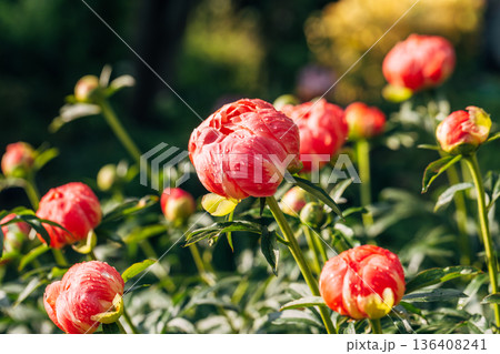 Herbaceous peony Coral charm in flowers garden Herbaceous peony Coral charm in flowers garden 136408241