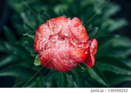 Herbaceous peony Coral charm in flowers garden Herbaceous peony Coral charm in flowers garden 136408242