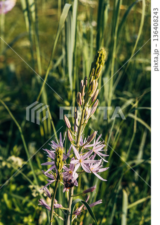 Camassia leichtlinii Caerulea flower in a garden 136408243