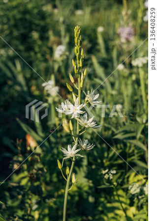 Camassia leichtlinii Caerulea flower in a garden 136408259
