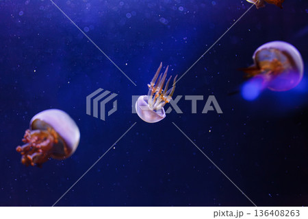 underwater photos of jellyfish Rhopilema esculentum, Flame jellyfish 136408263
