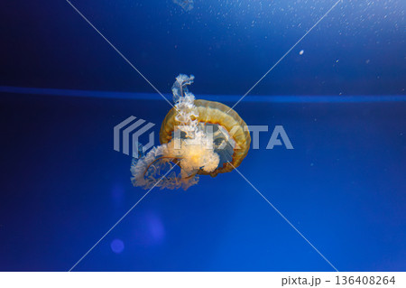 underwater photos of jellyfish chrysaora fuscescens jellyfish pacific sea nettle 136408264