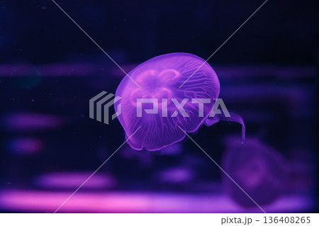 underwater photos of jellyfish aurelia aurita 136408265