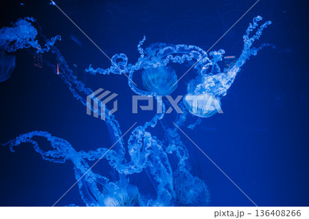 underwater photos of jellyfish chrysaora plocamia south america sea nettle 136408266