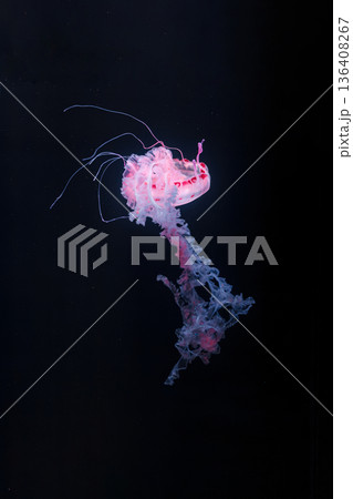 underwater photos of purple striped jelly chrysaora colorata 136408267