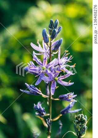 Camassia leichtlinii Caerulea flower in a garden 136408276