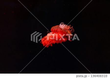 underwater photography of beautiful purple striped jellyfish Chrysaora colorata 136408310