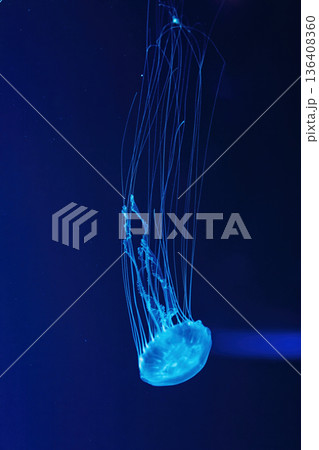 Macro shot of Chrysaora quinquecirrha underwater 136408360