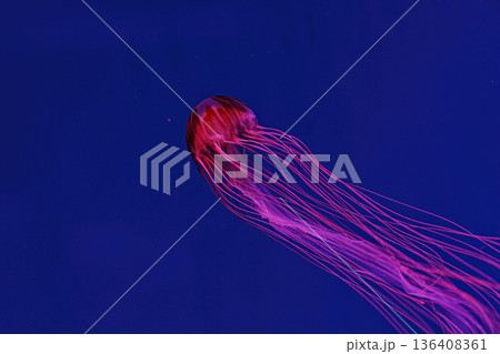 Shooting macro Chrysaora pacifica underwater 136408361