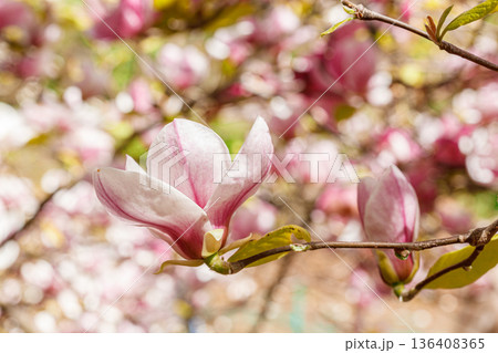 beautiful magnolia bloom against the blue sky beautiful magnolia bloom against the blue sky 136408365