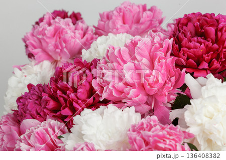 beautiful peonies on a white background 136408382