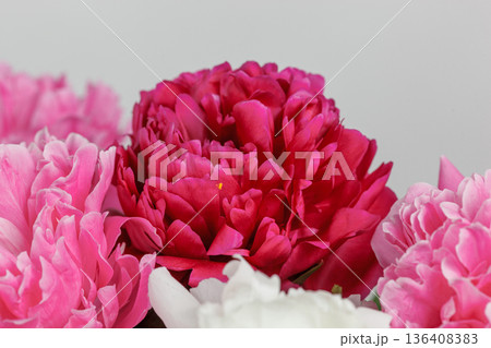 beautiful peonies on a white background beautiful peonies on a white background 136408383