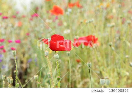 Beautiful flowers red poppies Beautiful flowers red poppies 136408395