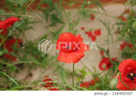 Beautiful flowers red poppies Beautiful flowers red poppies 136408397