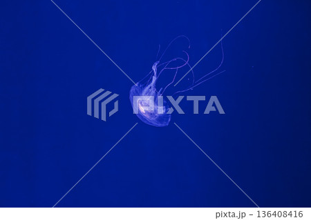 underwater shooting of beautiful Amakusa Jellyfish small (Sanderia Malayensis) 136408416