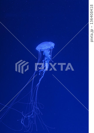 underwater shot of beautiful Chrysaora quinquecirha 136408418