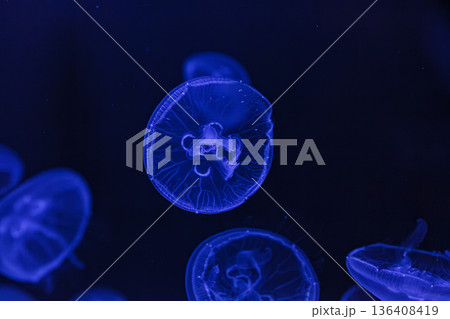 underwater shooting of beautiful Aurelia aurita 136408419