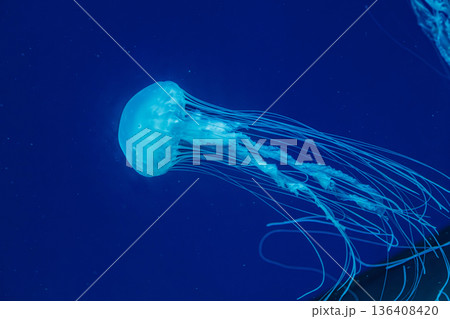 underwater shot of beautiful Chrysaora quinquecirha 136408420