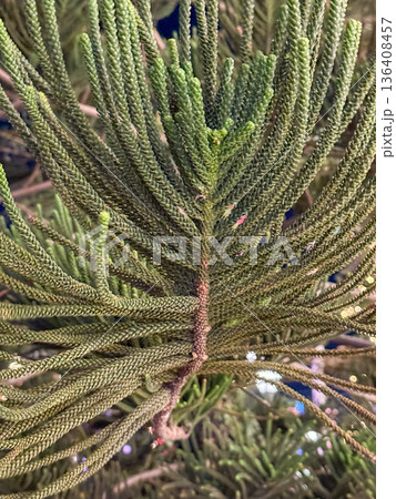 Macro close up of tropical conifer branch texture 136408457