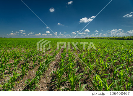 Rows of young corn shoots on a cornfield  136408467