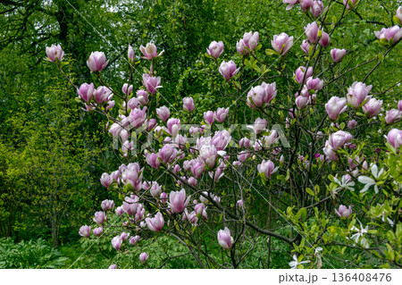 Bloomy magnolia tree with big pink flowers Bloomy magnolia tree with big pink flowers 136408476